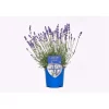 Lavanda hidcote lady blue ø 14 cm