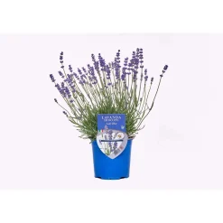Lavanda hidcote lady blue ø 14 cm