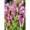 Lavanda Stoechas nuance 18 cm