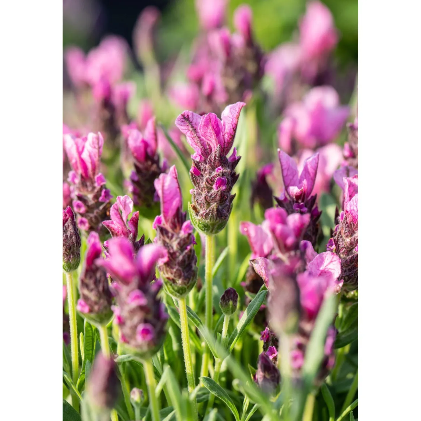 Lavanda Stoechas nuance 18 cm