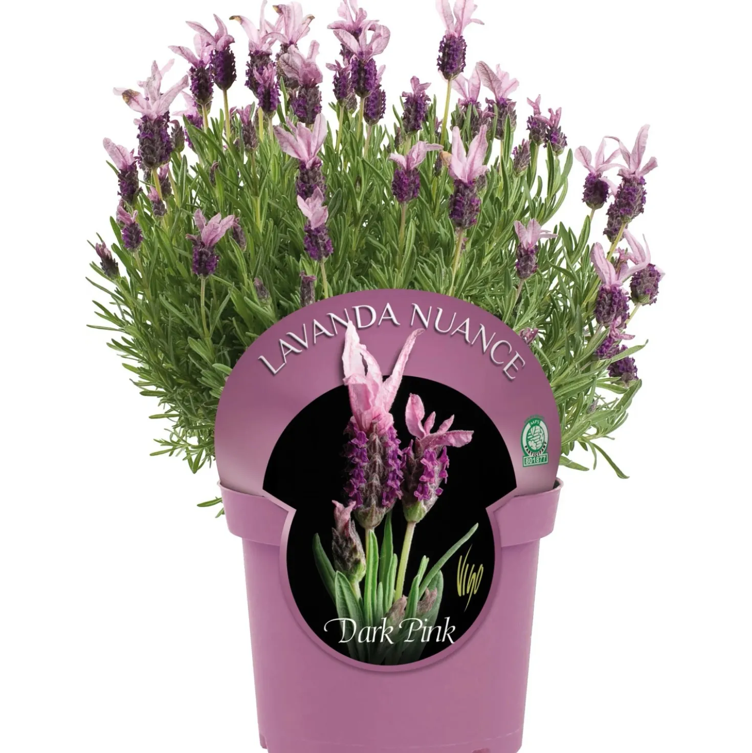 Lavanda Stoechas nuance 18 cm