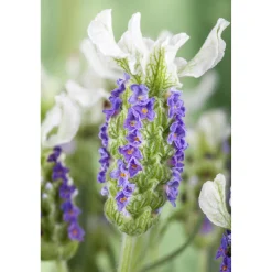 Lavanda Stoechas nuance 18 cm