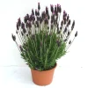 Lavanda Stoechas vaso Ø cm 17