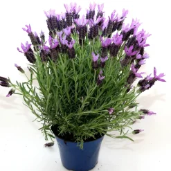 Lavanda Stoechas vaso Ø cm 17