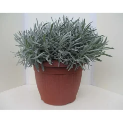 Lavanda vaso ø 25 cm