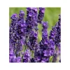 Lavandula angustifolia "Hidcote" cespuglio
