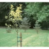 Legaccio per alberi 3 m