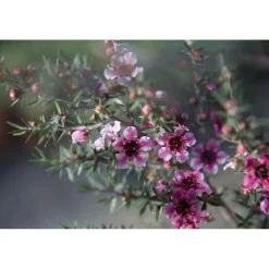 Leptospermum scoparium