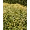 Ligustrum japonicum `Excelsum Superbum`