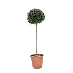 Ligustrum Jonandrum coltura in vaso 30/35