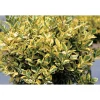 Ligustrum ovalifolium `Aureum`