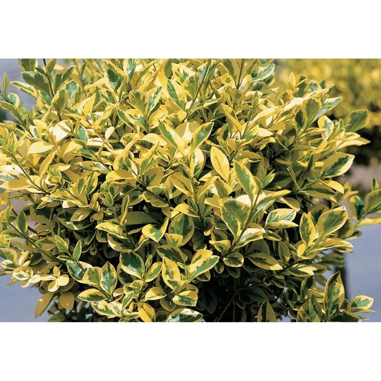 Ligustrum ovalifolium `Aureum`