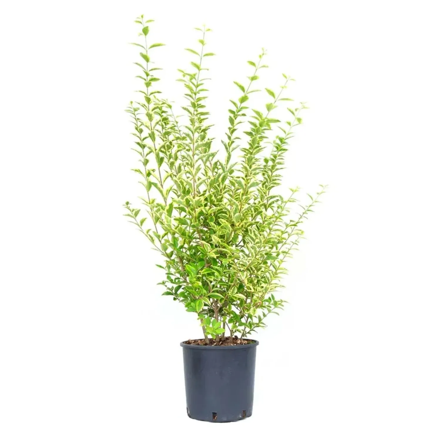 Ligustrum ovalifolium `Aureum`