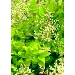 Ligustrum texanum - Ligustro