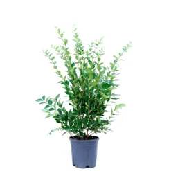 Ligustrum texanum - Ligustro