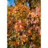 Liquidambar styraciflua