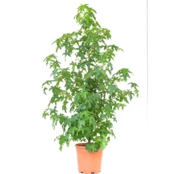 Liquidambar styraciflua