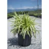 Liriope in varietà
