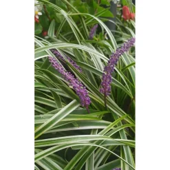 Liriope in varietà