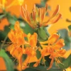 Lonicera Tellman Niani vaso Ø 17 cm