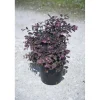 Loropetalo chinense "Rubrum Fire Dance" cespuglio h cm 40/60