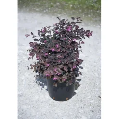Loropetalo chinense "Rubrum Fire Dance" cespuglio h cm 40/60