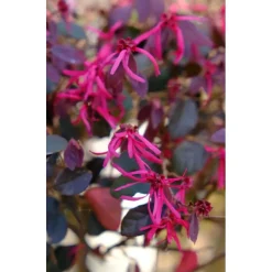 Loropetalum chinense `Black Pearl`