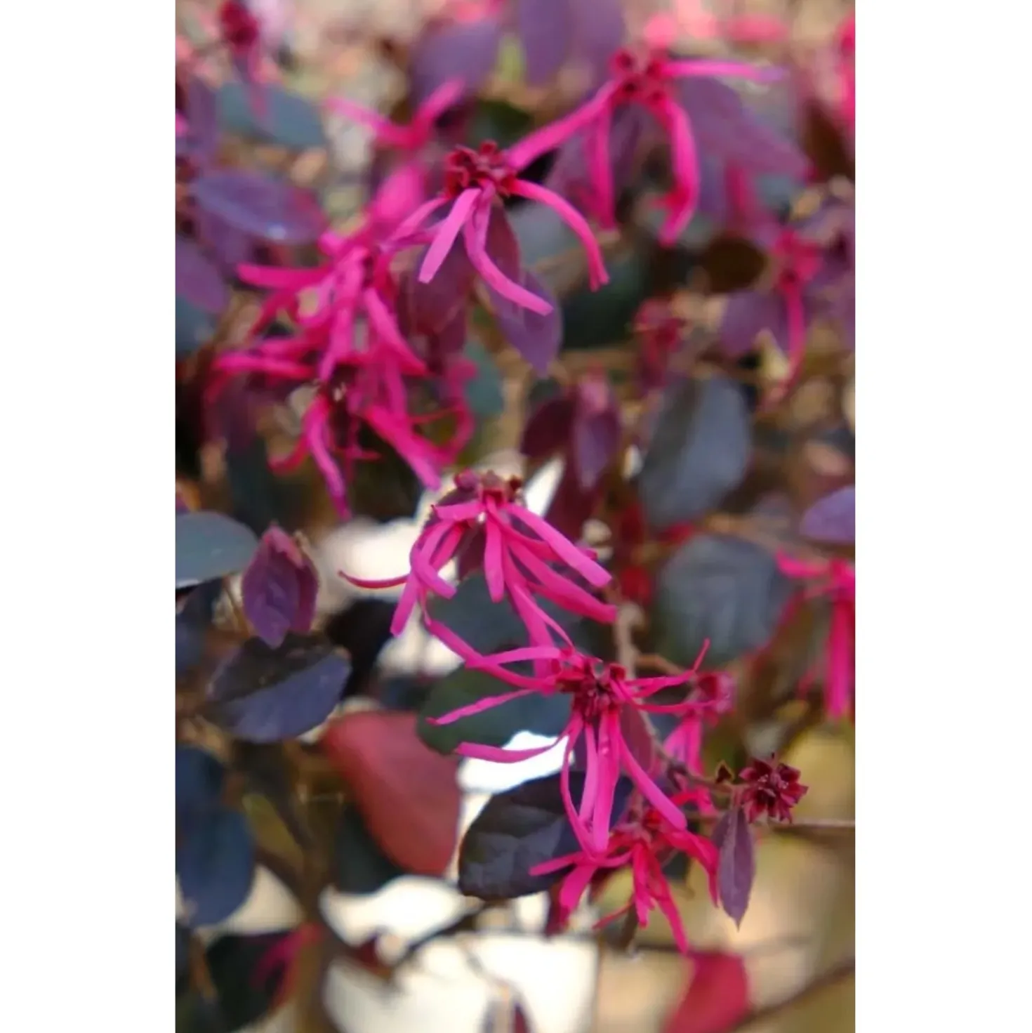 Loropetalum chinense `Black Pearl`