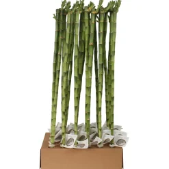 Lucky Bamboo Dritto Vaso 1 cm