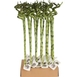 Lucky Bamboo Spirale In Tube Vaso 1 cm