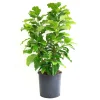 Magnolia `Susan`