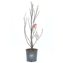 Magnolia `Susan`