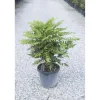 Mahonia x media `Winter Sun`