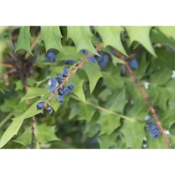 Mahonia x media `Winter Sun`