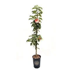 Malus ballerina