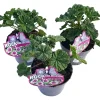 Malva selvatica con fiori violetti in vaso Ø 13 cm