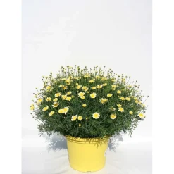 Margherita cespuglio vaso 18 cm fiore giallo