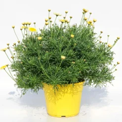 Margherita gialla vaso ø 14 cm