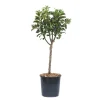 Melo nano - Malus domestica nano