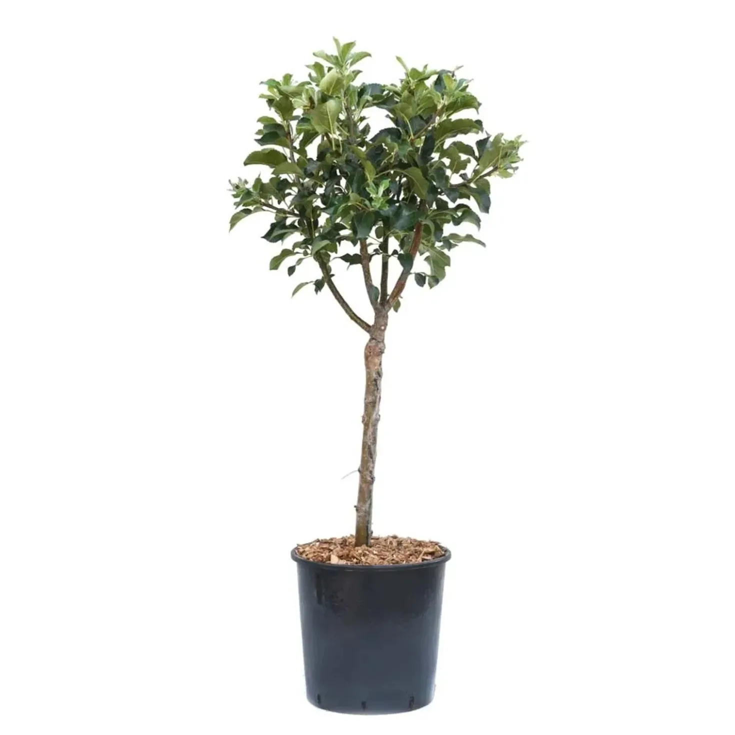 Melo nano - Malus domestica nano