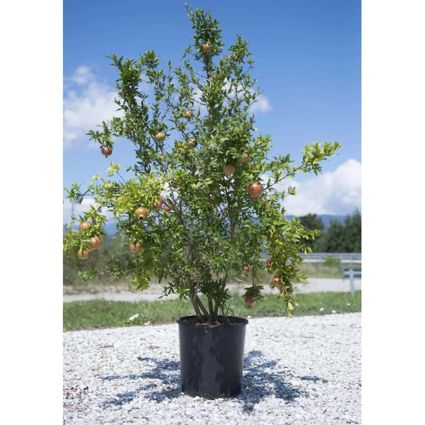 Melograno Punica granatum 1250x400x400 cm