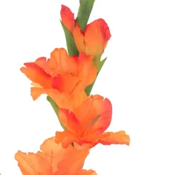 Mini Gladiolo 74 cm