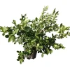 Mirtilli 40/60 cm
