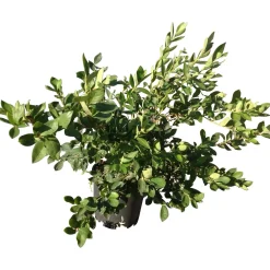 Mirtilli 40/60 cm