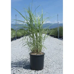 Miscanthus sinensis "Ferner Osten"