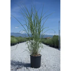 Miscanthus sinensis "Kleine Fontaine"