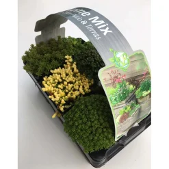 Miscela di peperoni da parete Confezione da 6 vasi Ø 7 cm circa Sedum