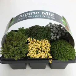 Miscela di peperoni da parete Confezione da 6 vasi Ø 7 cm circa Sedum