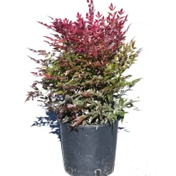 Nandina domestica Obsessed cespuglio h 25/30 cm