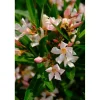 Nerium oleander - Oleandro